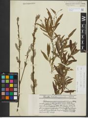 Foto von Salix purpurea L. x Salix viminalis L.
